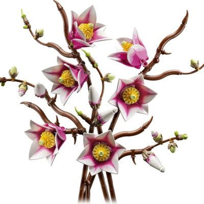 Ramuri de Magnolie
